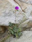 : - Cistanthe grandiflora