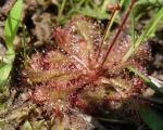: - Drosera brevifolia
