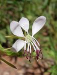 : - Gaura suffulta