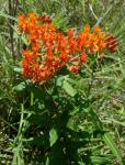 Knollige Seidenpflanze - Asclepias tuberosa