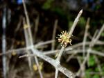 : - Forestiera pubescens