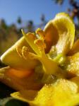 : - Fremontodendron californicum