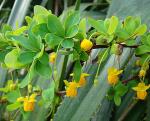 : - Berberis rotundifolia