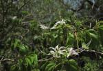 :-Bauhinia divaricata