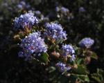 : - Ceanothus purpureus