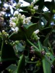 : - Colletia paradoxa
