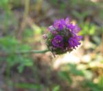 : - Dalea emarginata