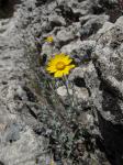 : - Eriophyllum lanatum var. grandiflorum