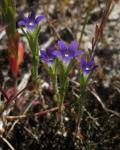 : - Githopsis specularioides