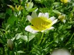 Douglas-Sumpfblume - Limnanthes douglasii