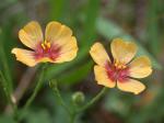 :-Linum imbricatum