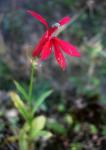 Kardinals-Lobelie - Lobelia cardinalis