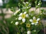 : - Mortonia greggii