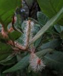 Steinfruchteiche - Notholithocarpus densiflorus