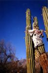 : - Pachycereus pringlei