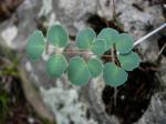 : - Pellaea ovata