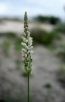 : - Polygala alba