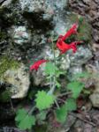 : - Salvia roemeriana