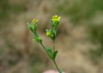 : - Sclerolinon digynum