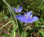 : - Tradescantia hirsutiflora