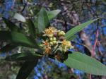 Kalifornischer Lorbeer - Umbellularia californica