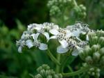 : - Verbesina virginica