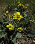 Blaues Veilchen - Viola purpurea