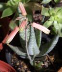 : - Aloe deltoideodonta