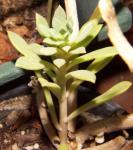 : - Calandrinia crassifolia