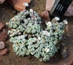 : - Conophytum fraternum