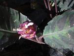 Kosta-Rica-Korbmarante - Calathea warscewiczii