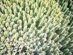 Maghrebinische Säulenwolfsmilch - Euphorbia resinifera