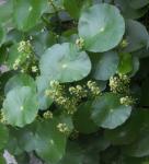Gewöhnlicher Wassernabel - Hydrocotyle vulgaris