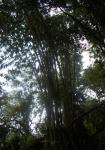: - Dendrocalamus latiflorus