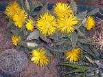 : - Faucaria felina