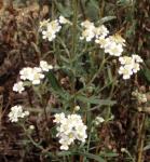 Sumpf-Schafgarbe - Achillea ptarmica
