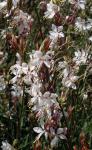 Prachtkerze - Gaura lindheimeri