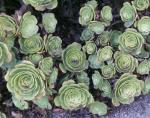 Kanaren-Aeonium - Aeonium canariense