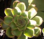 Rosettendickblatt - Aeonium arboreum