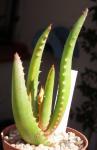 : - Aloe erythrophylla