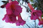 Kantuta - Cantua buxifolia