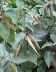 Rote Seidenpflanze-Asclepias purpurascens