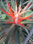 : - Billbergia viridiflora