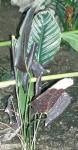 Nadelstreifen-Calathea - Calathea ornata