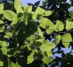 Amerikanischer Zürgelbaum - Celtis occidentalis