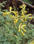 Gelber Lerchensporn - Pseudofumaria lutea