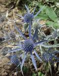 Amethystfarbener Mannstreu - Eryngium amethystinum