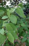 Grüne Forsythie - Forsythia viridissima