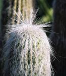 Greisenhaupt - Cephalocereus senilis