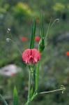 Rote Platterbse - Lathyrus cicera